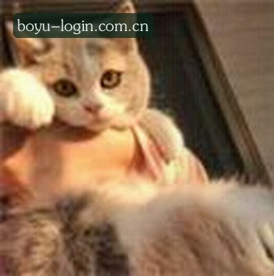 郑杰
